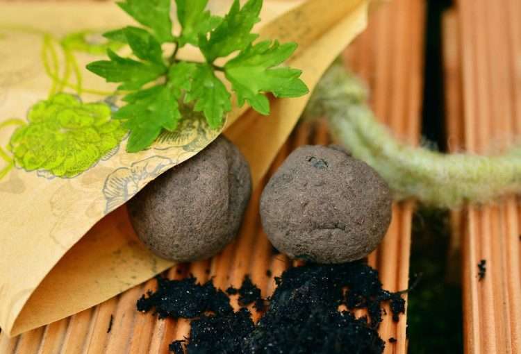 seed balls earth day environment and ecology bhavyata foundation